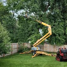 Reliable Dellwood, MN Tree Services Solutions